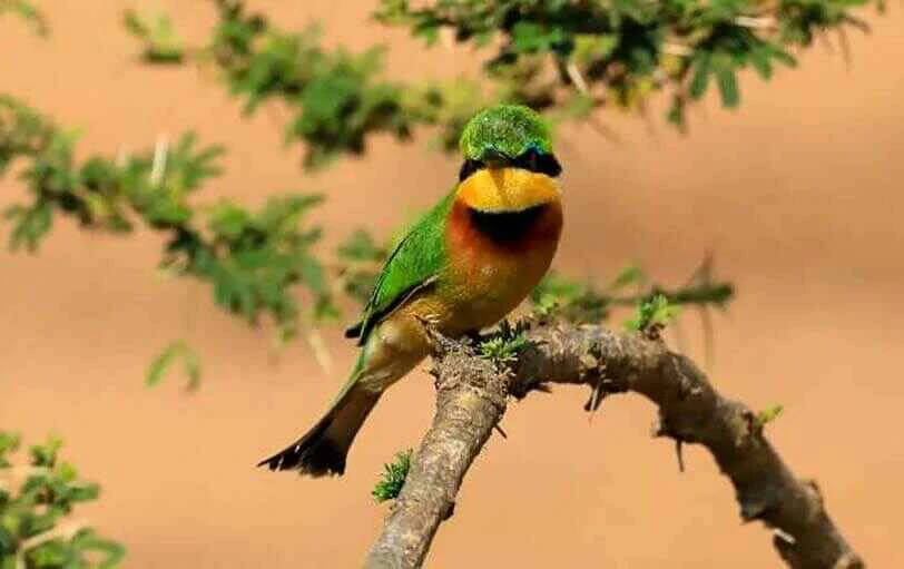 Little bee-eater